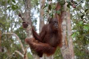 Trans Borneo Expedition 2014         